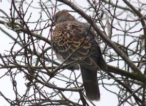 Vogel plaatjes Oosterse tortel 