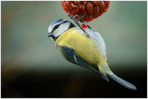 Vogel plaatjes Pimpelmeesje 