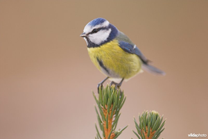 Vogel plaatjes Pimpelmeesje 