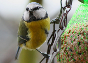 Vogel plaatjes Pimpelmeesje 