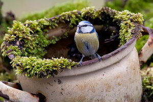 Vogel plaatjes Pimpelmeesje 