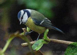 Vogel plaatjes Pimpelmeesje 