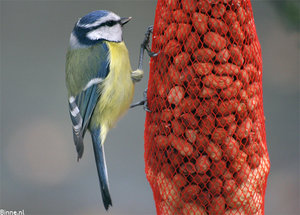 Vogel plaatjes Pimpelmeesje 