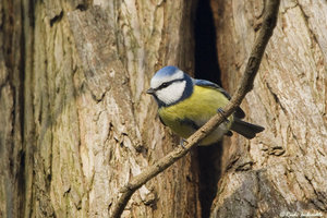 Vogel plaatjes Pimpelmeesje 