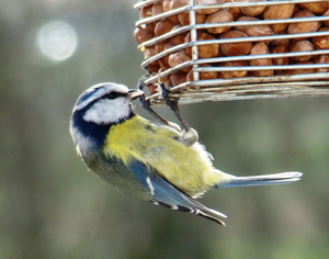 Vogel plaatjes Pimpelmeesje 