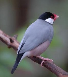 Vogel plaatjes Rijstvogel 