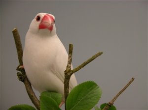 Vogel plaatjes Rijstvogel 