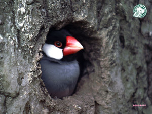 Vogel plaatjes Rijstvogel 