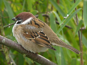 Vogel plaatjes Ringmus 