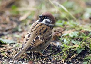 Vogel plaatjes Ringmus 