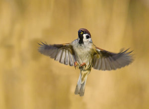 Vogel plaatjes Ringmus 