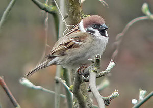 Vogel plaatjes Ringmus 