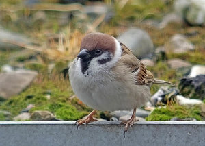 Vogel plaatjes Ringmus 