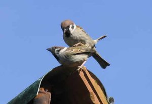 Vogel plaatjes Ringmus 