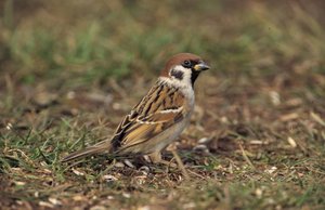 Vogel plaatjes Ringmus 