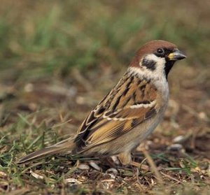 Vogel plaatjes Ringmus 