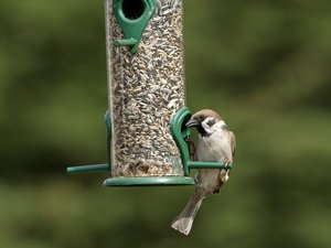 Vogel plaatjes Ringmus 