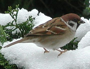 Vogel plaatjes Ringmus 