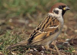 Vogel plaatjes Ringmus 