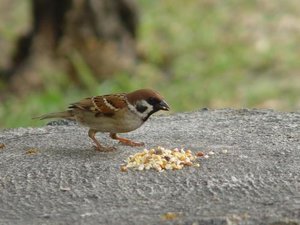 Vogel plaatjes Ringmus 