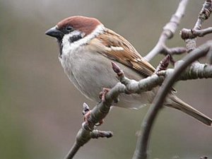 Vogel plaatjes Ringmus 