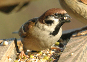 Vogel plaatjes Ringmus 