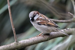 Vogel plaatjes Ringmus 