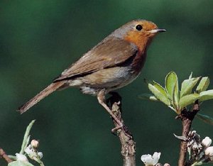 Vogel plaatjes Roodborstje Roodborstje Op Tak