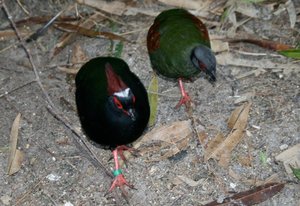 Vogel plaatjes Roul roul 