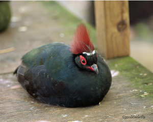 Vogel plaatjes Roul roul 