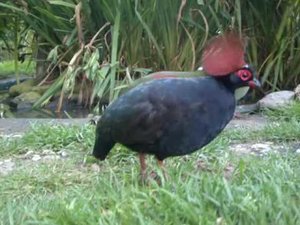Vogel plaatjes Roul roul 