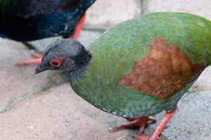 Vogel plaatjes Roul roul 