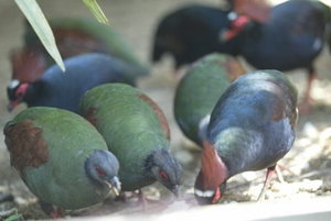 Vogel plaatjes Roul roul 
