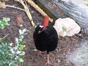 Vogel plaatjes Roul roul 