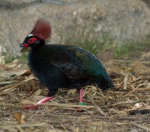 Vogel plaatjes Roul roul 