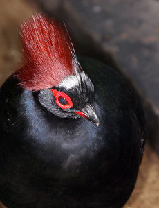 Vogel plaatjes Roul roul 