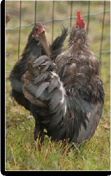 Vogel plaatjes Serama kippen 