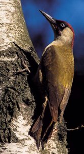 Spechten Vogel plaatjes 