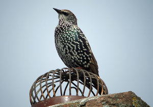 Vogel plaatjes Spreeuwen 