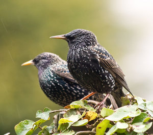 Vogel plaatjes Spreeuwen 