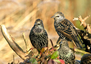 Vogel plaatjes Spreeuwen 