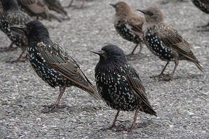 Vogel plaatjes Spreeuwen 