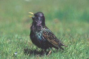 Vogel plaatjes Spreeuwen 