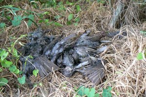 Vogel plaatjes Spreeuwen 