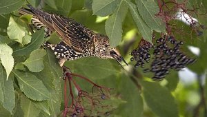 Vogel plaatjes Spreeuwen 