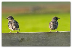 Vogel plaatjes Spreeuwen 