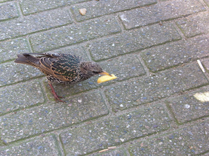 Vogel plaatjes Spreeuwen 