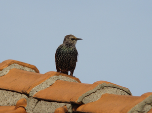 Vogel plaatjes Spreeuwen 