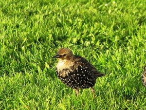 Vogel plaatjes Spreeuwen 