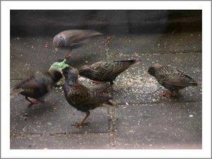 Vogel plaatjes Spreeuwen 